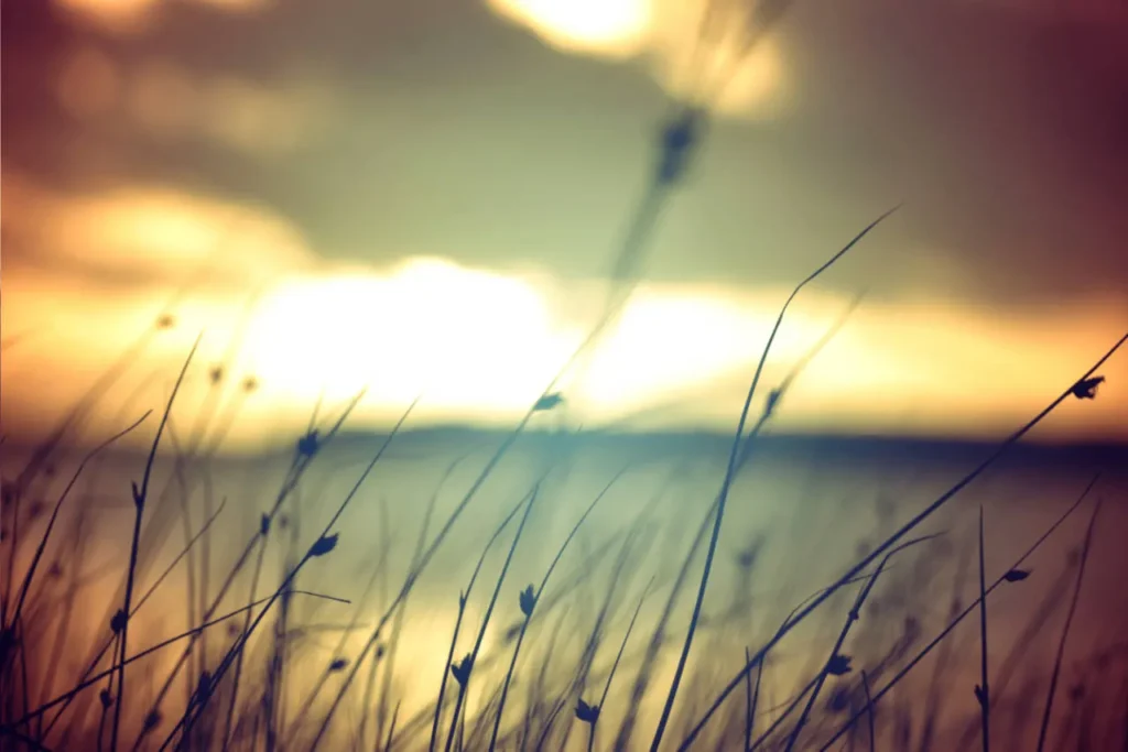 Ein Sonnenuntergang mit wiegendem Gras davor