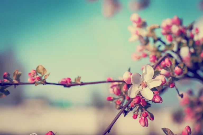Eine Kirschblüte