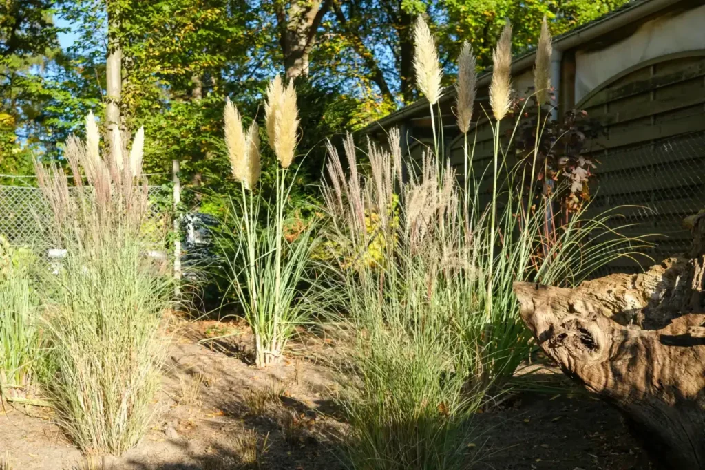 Ziergras und Bäume im Garten bei Sonnenschein.