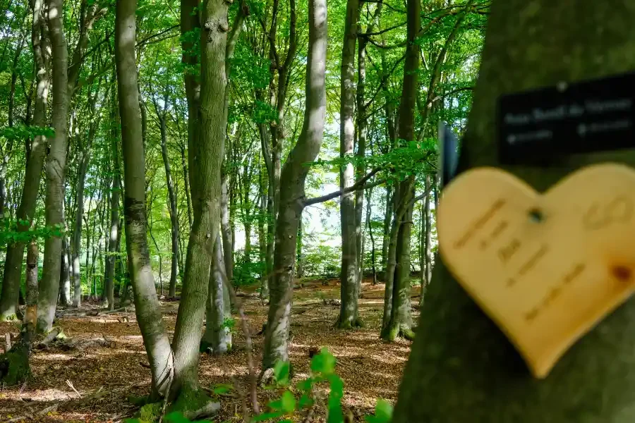Grüner Wald mit hölzernem Herz an Baum.