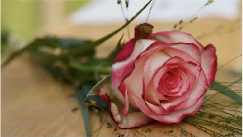 eine rot-weiße Rose