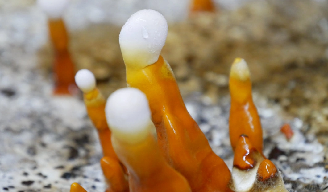 Mycelien