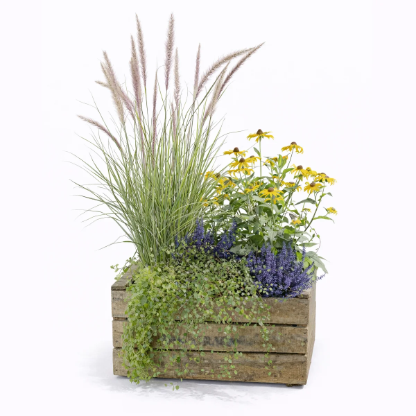 Rustikale Holzkiste mit Ziergras, Sonnenhut und Lavendel