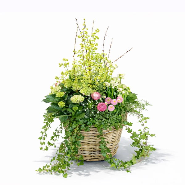 Üppiges Blumenarrangement im Weidenkorb mit Efeu und Frühlingsblumen